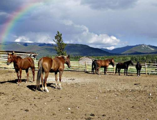 Horseback Riding