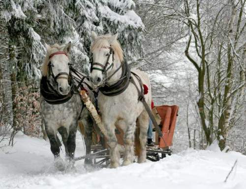 Sleigh Rides